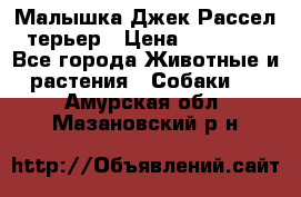 Малышка Джек Рассел терьер › Цена ­ 40 000 - Все города Животные и растения » Собаки   . Амурская обл.,Мазановский р-н